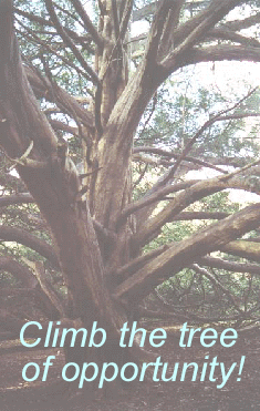 climb the tree of opportunity